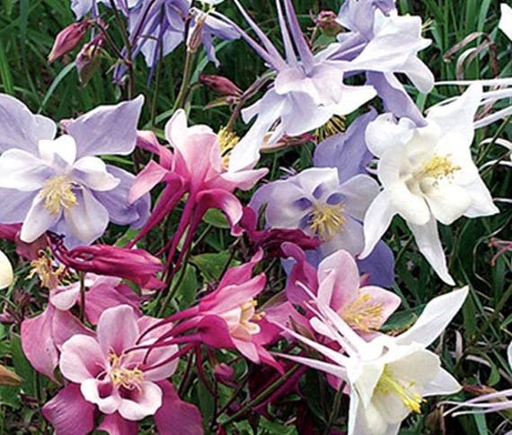 Dwarf columbine mix