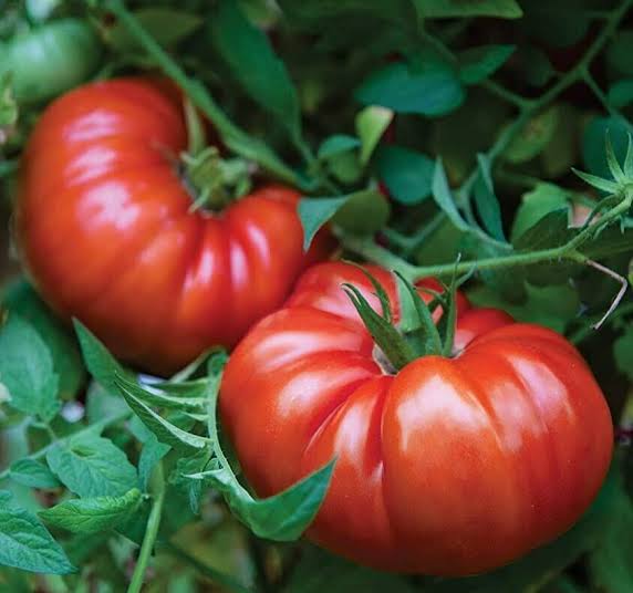 Fireworks Tomato 60 Days