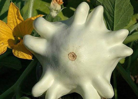 YUGOSLAVIAN FINGER SQUASH