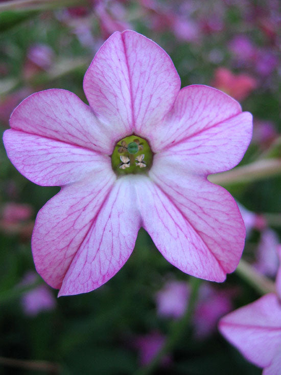 Farm.hand.seeds Nicotiana Affinis