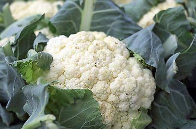 Snowball Improved Cauliflower