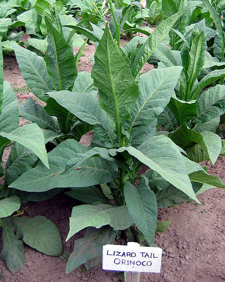 Lizard Tail Orinoco Tobacco