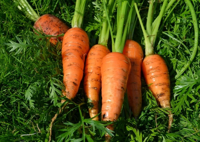 Bambino carrot