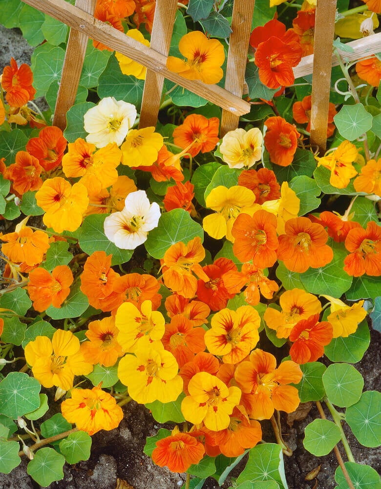 Nasturtium Tall Blend