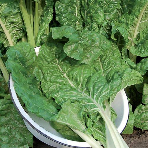 Fordhook Swiss Chard