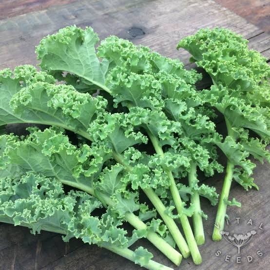 Siberian Dwarf Green Curled Kale