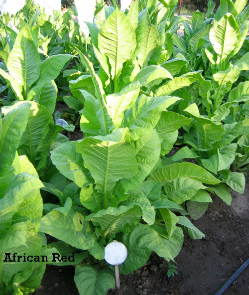 African Red Tobacco
