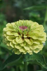 Key lime zinnia mix