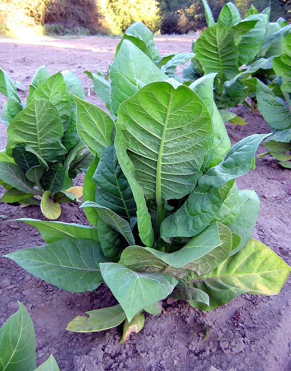 Ostrlogist 316 Tobacco