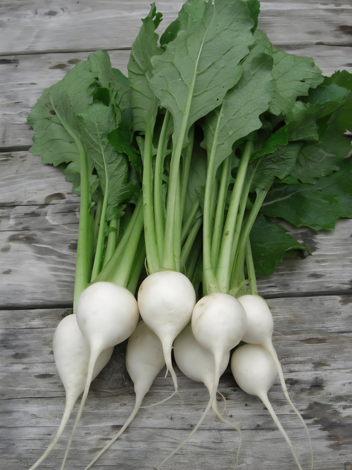 White egg heirloom turnip