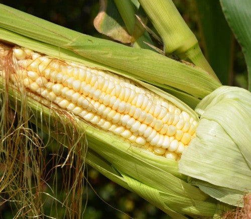 Boone county white corn