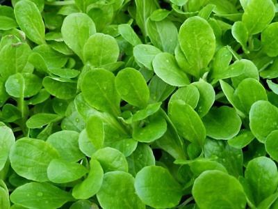 Corn Salad Greens