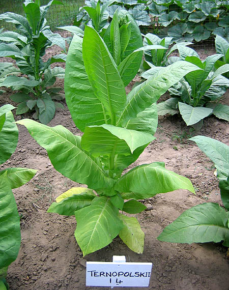 Ternopolskii 14 Tobacco