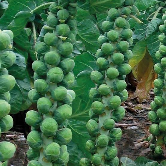 Catskill brussel sprouts