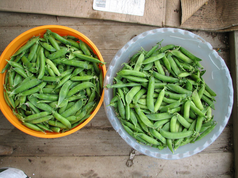 Early frosty shelling pea