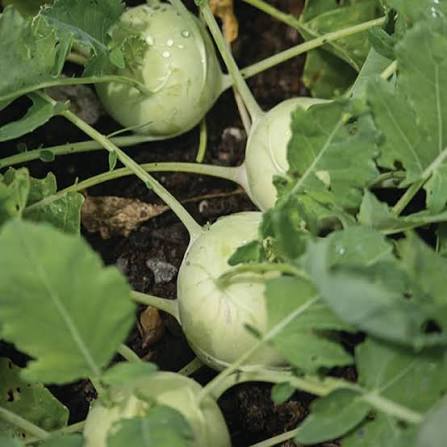 Early White Vienna Kohlrabi