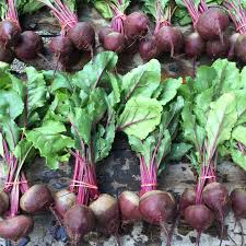 Detroit Dark Red beet