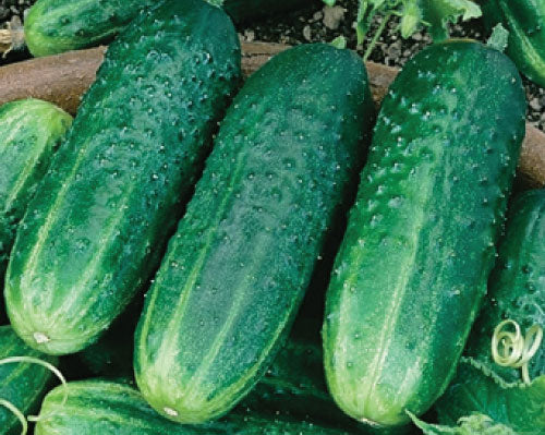Carolina h1 cucumber seeds