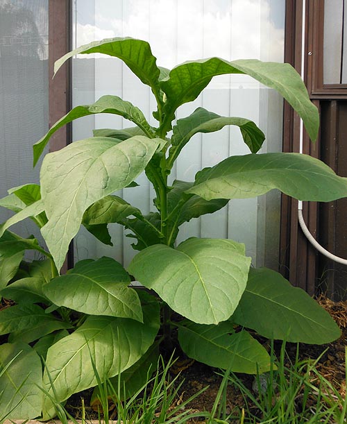 Silk Leaf Tobacco