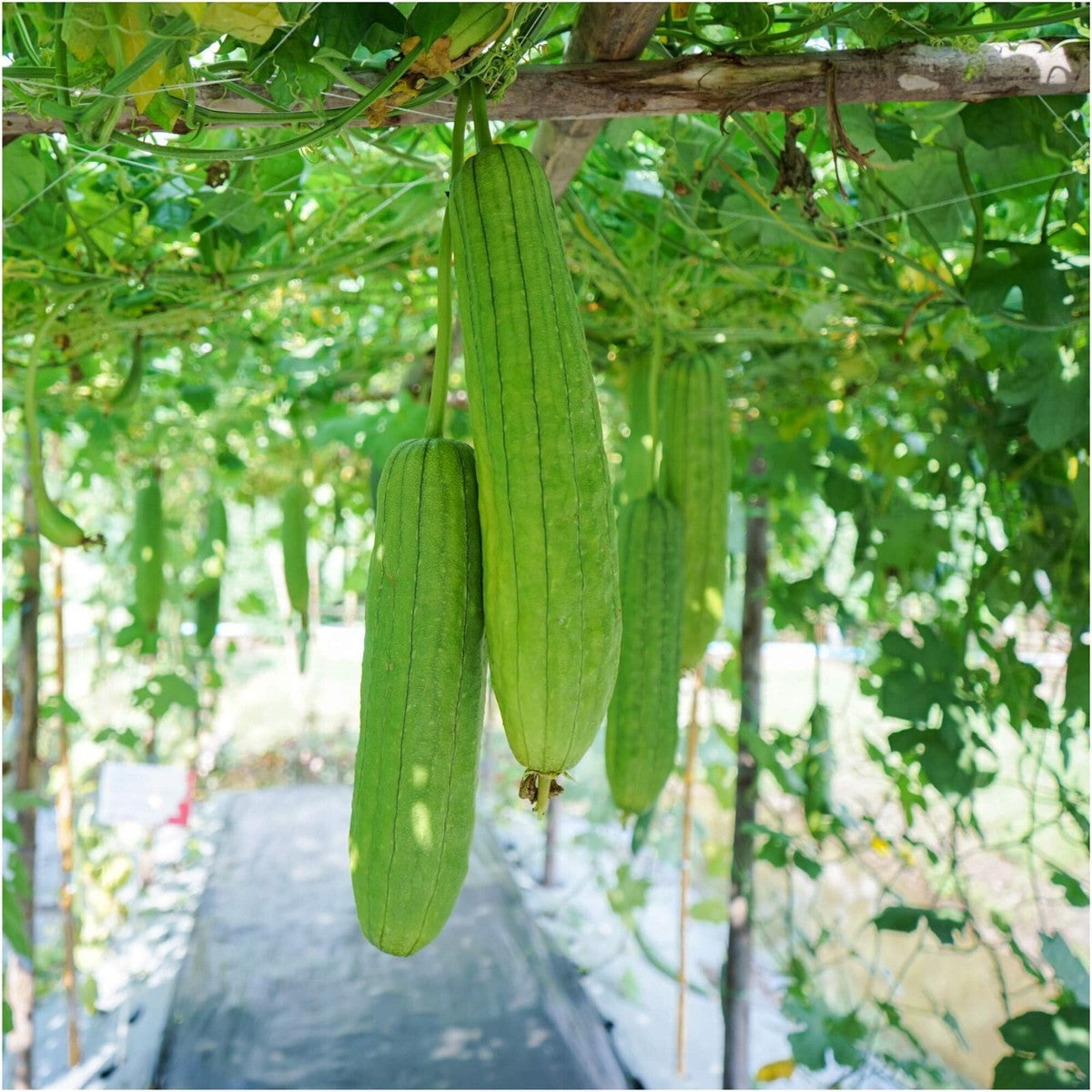 Luffa Gourd Sponge Plant
