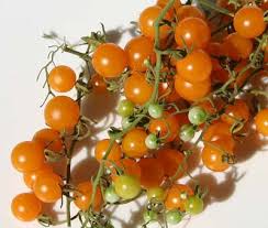 Gold rush current tomato