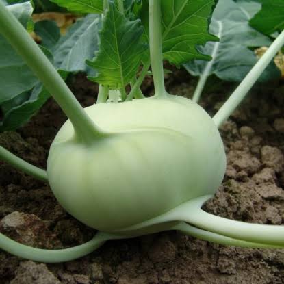 Kossak giant kohlrabi