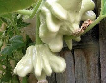 YUGOSLAVIAN FINGER SQUASH