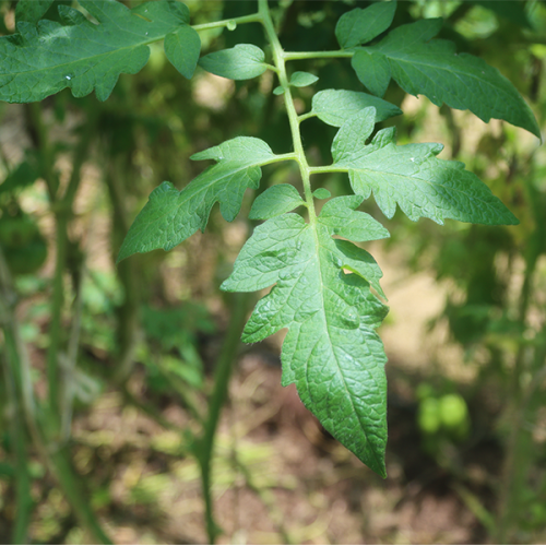 Amana orange tomato