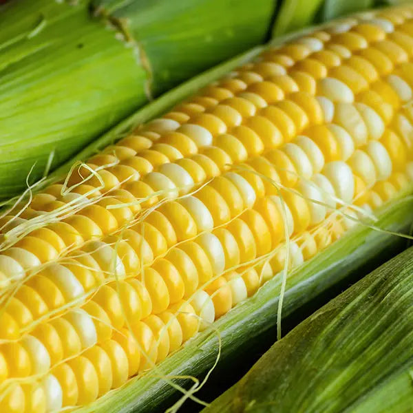 Luscious bicolor super sweet corn