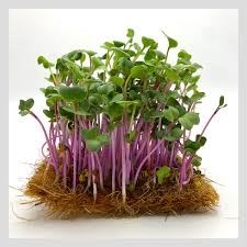 Triton purple sprouting radish seeds
