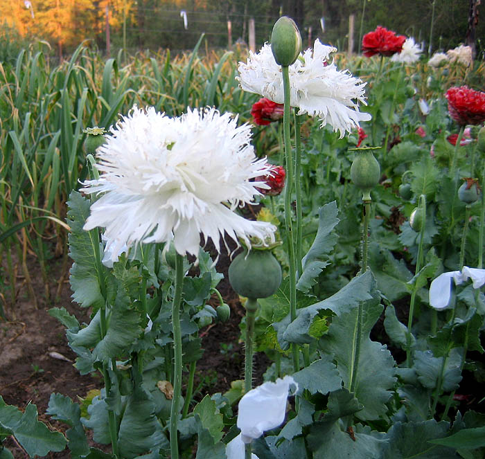 Farm.hand.seeds Swan's Down Poppy