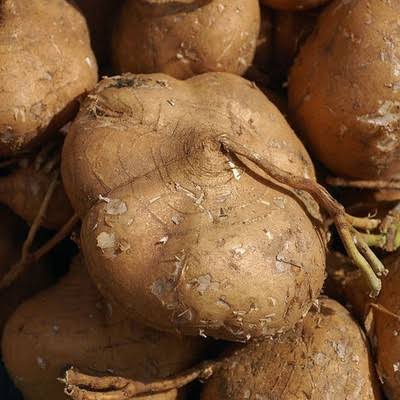 True Jicama