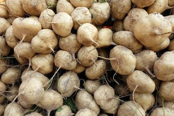 True Jicama