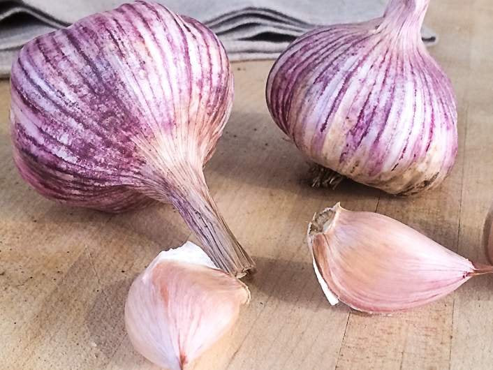 Purple stripe garlic