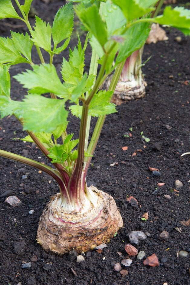 Celeriac Giant Prague