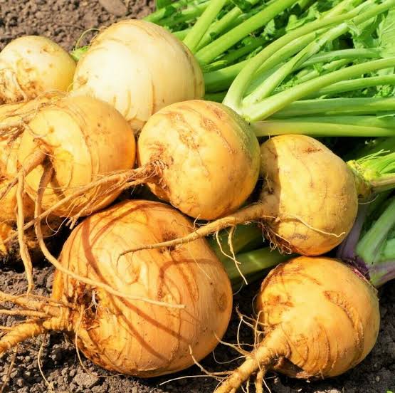 Golden Turnip