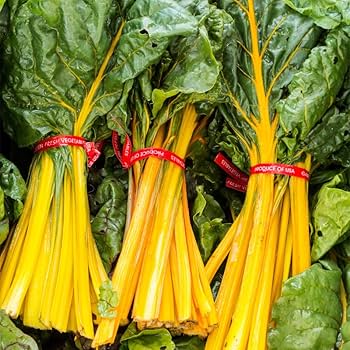 Yellow Sunrise Swiss Chard
