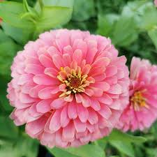 Bubble gum zinnia mix