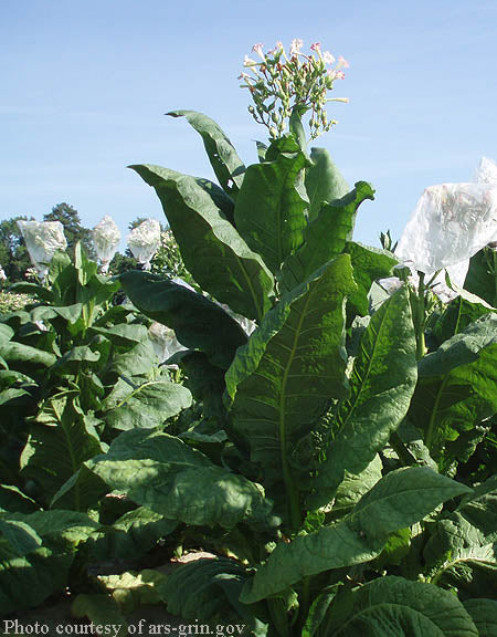 Virginia Gold Tobacco