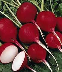 Crimson Red Radish