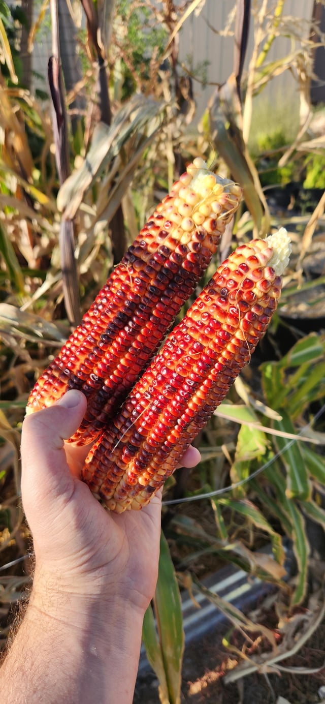 Jimmy Red Corn