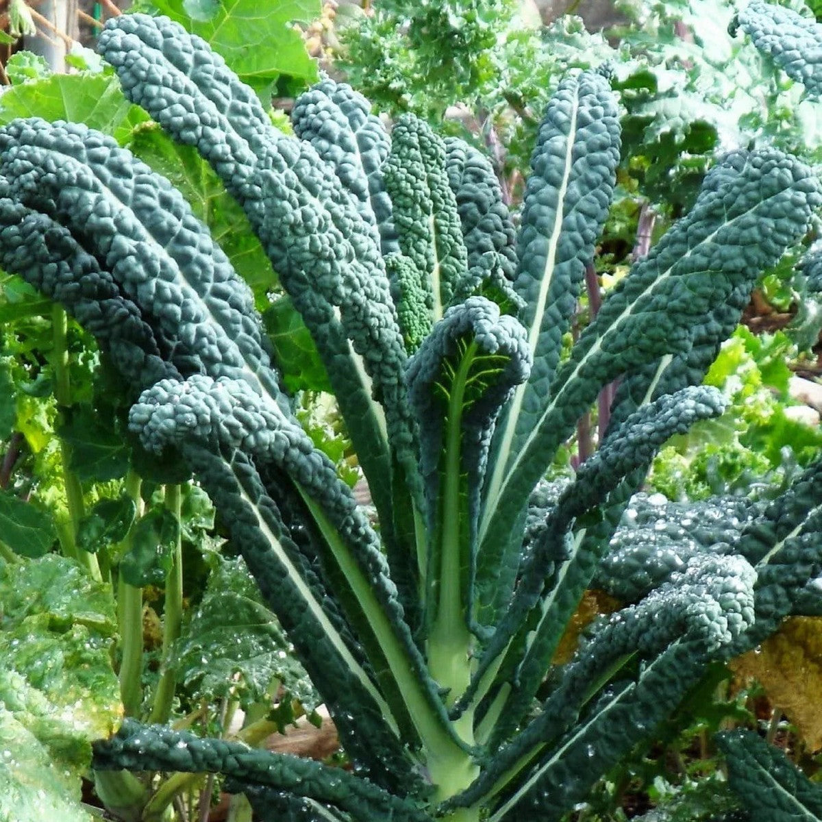 Lacinato Dino Kale