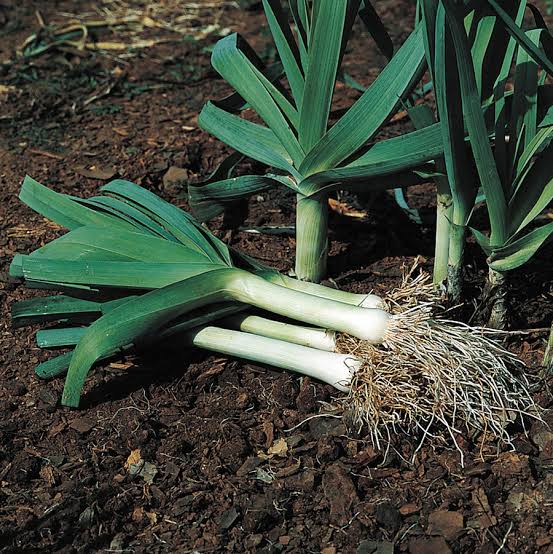 American Flag Leeks