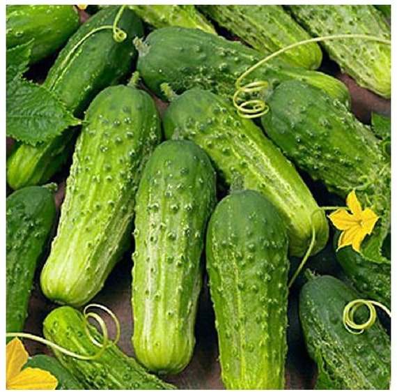 Homemade pickles cucumber seeds