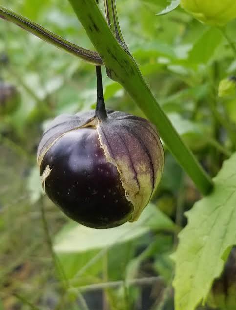 Really purple tomatillo