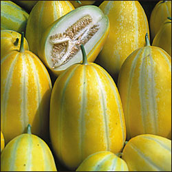 Early silver line melon