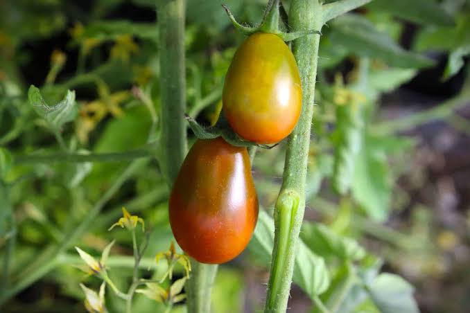 Chocolate pear tomato