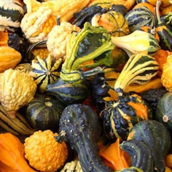 Large gourd mix