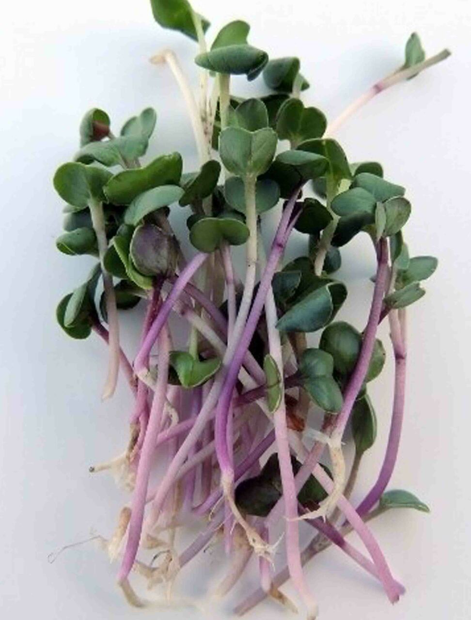 Triton purple sprouting radish seeds