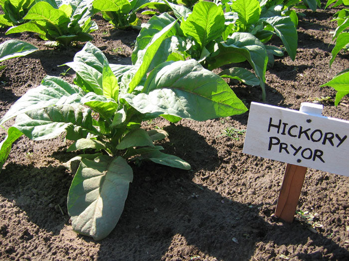 Hickory Pryor Tobacco
